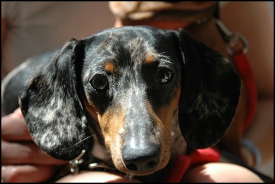 Dachshund held by person
